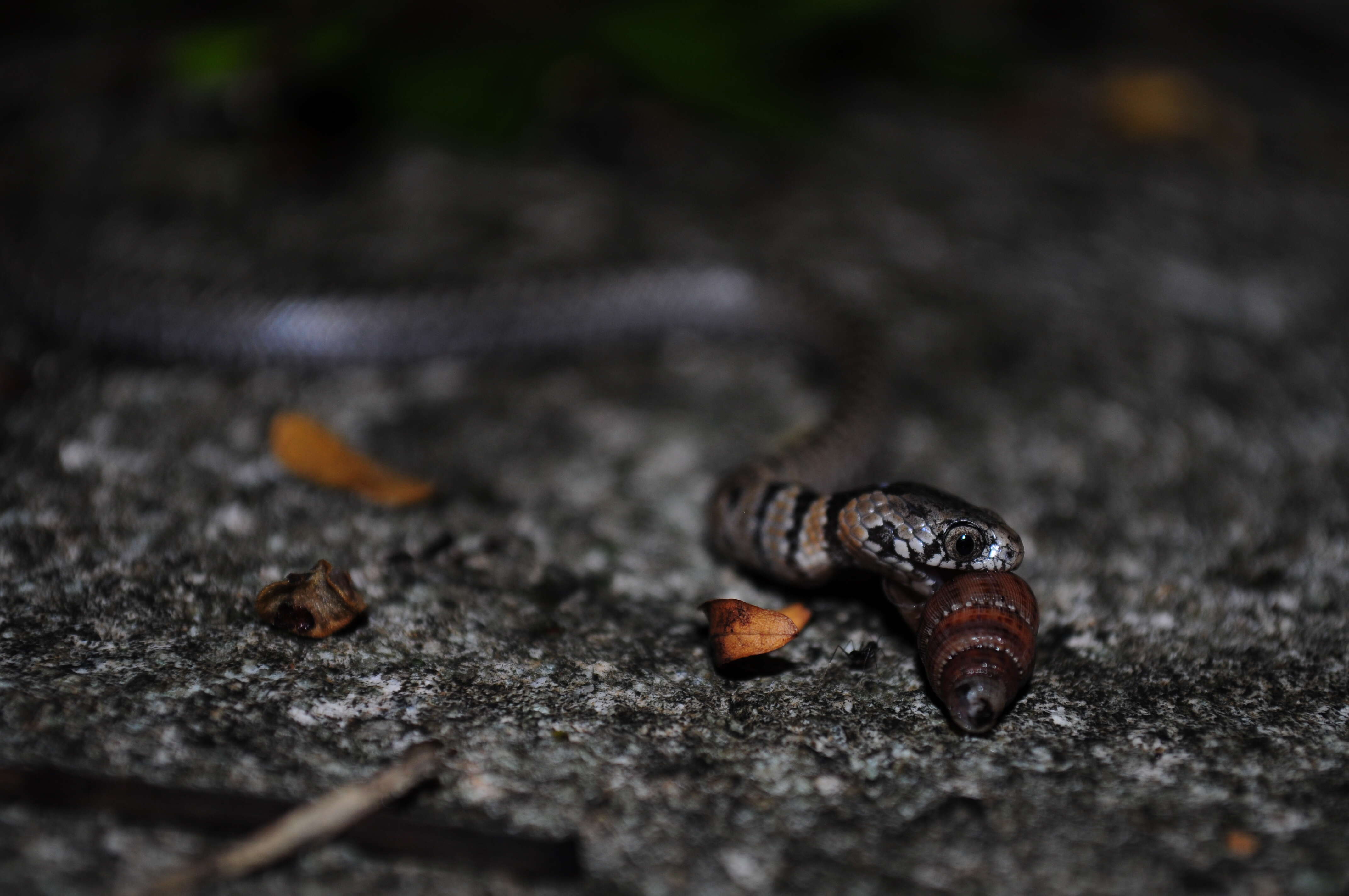 Image of Pigmy Snail Sucker