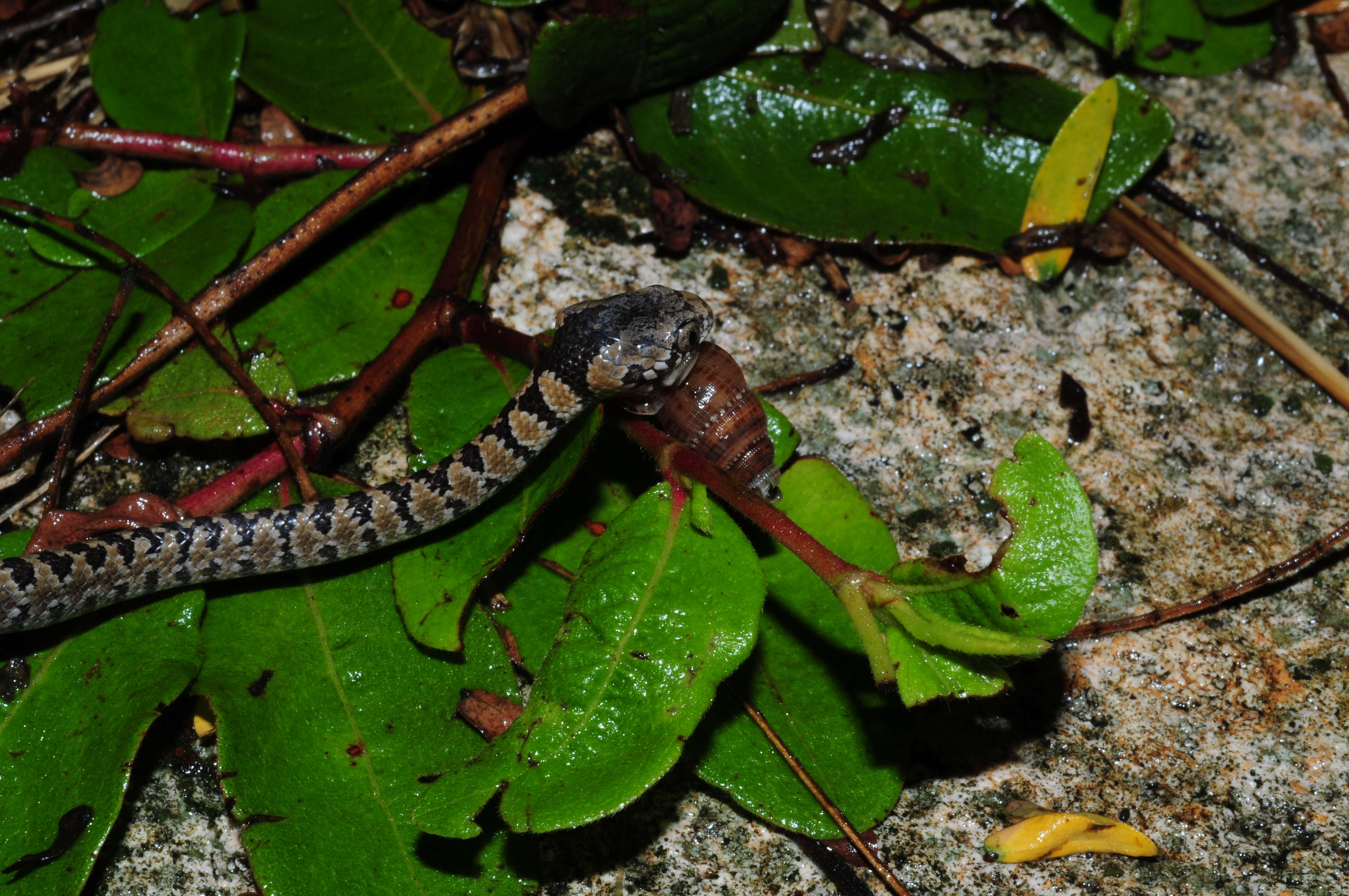 Image of Pigmy Snail Sucker