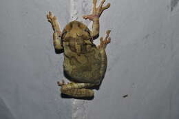 Image of Baudin's Treefrog