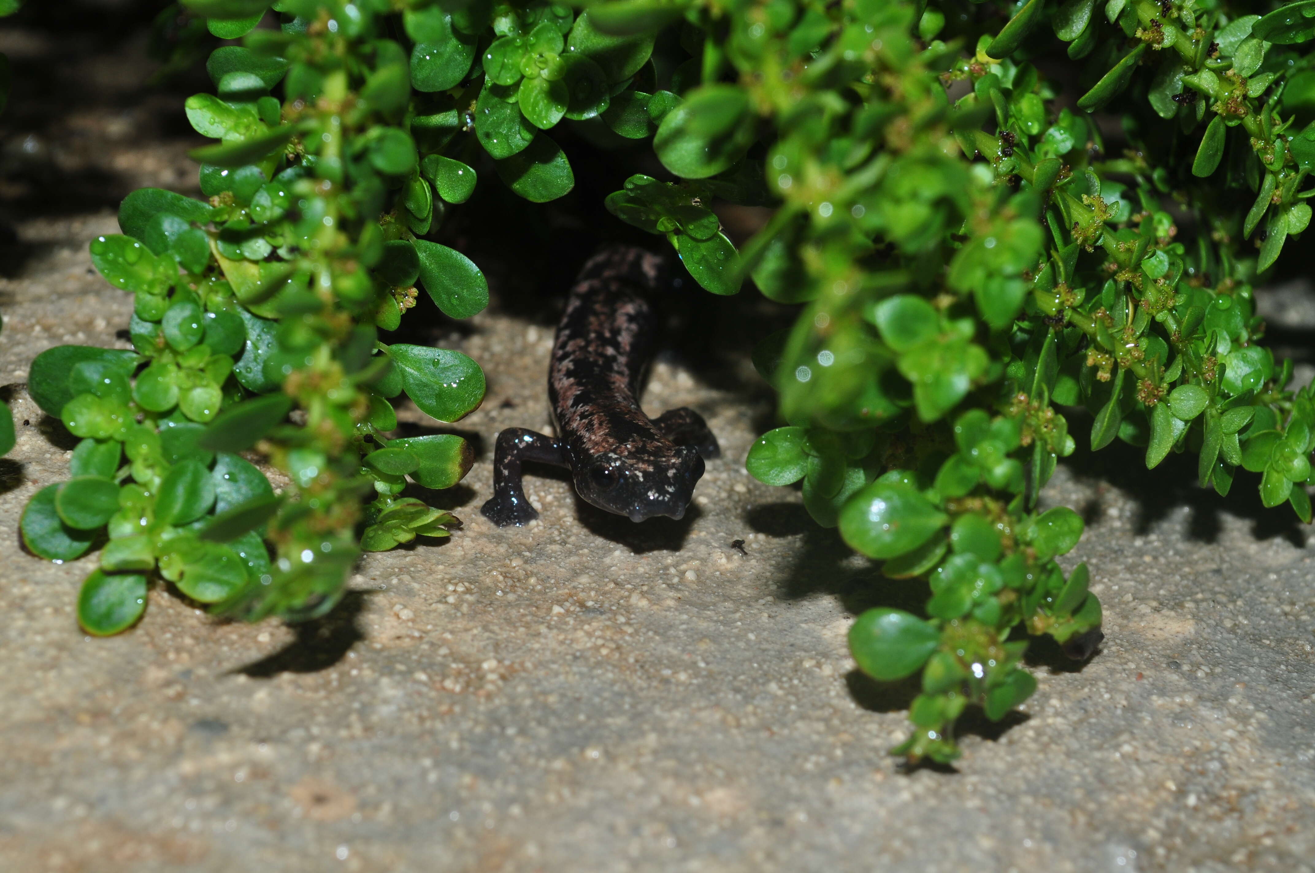 Image of Yucatan Mushroomtongue Salamander