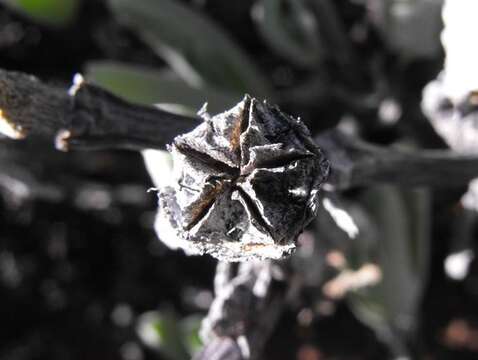 Image of Mitrophyllum dissitum (N. E. Br.) Schwant.