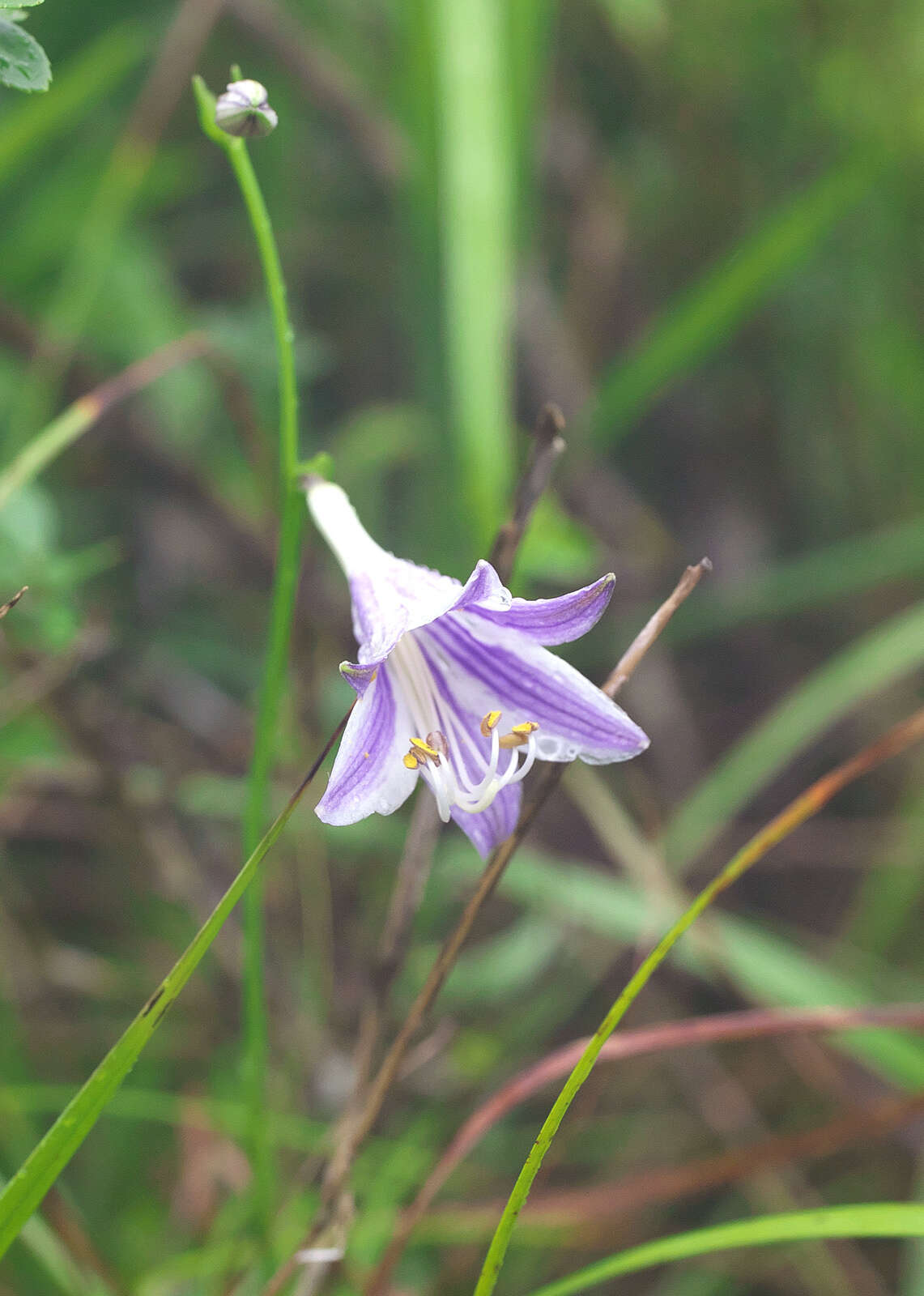 Imagem de Hosta longissima F. Maek.