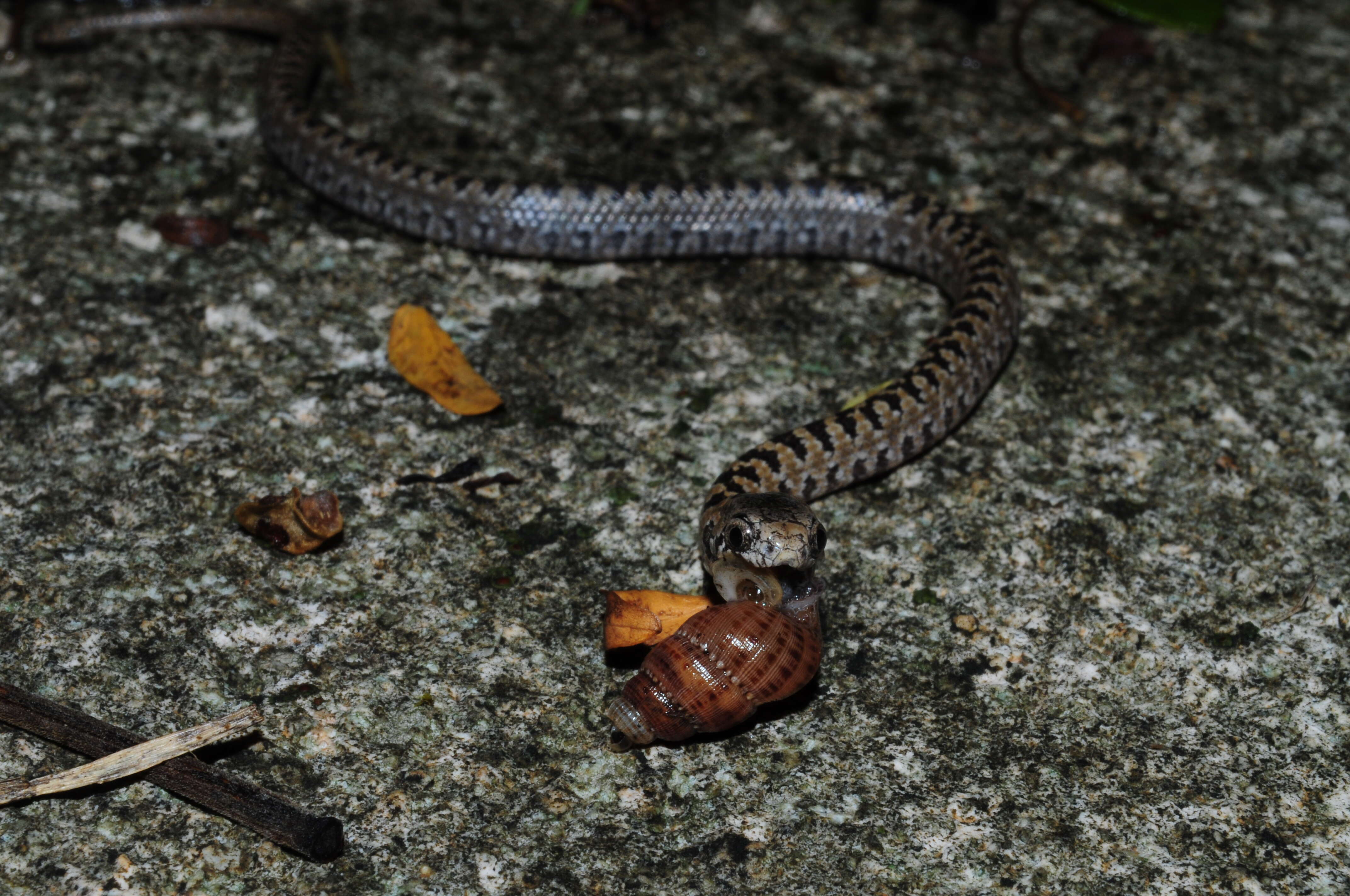 Image of Pigmy Snail Sucker