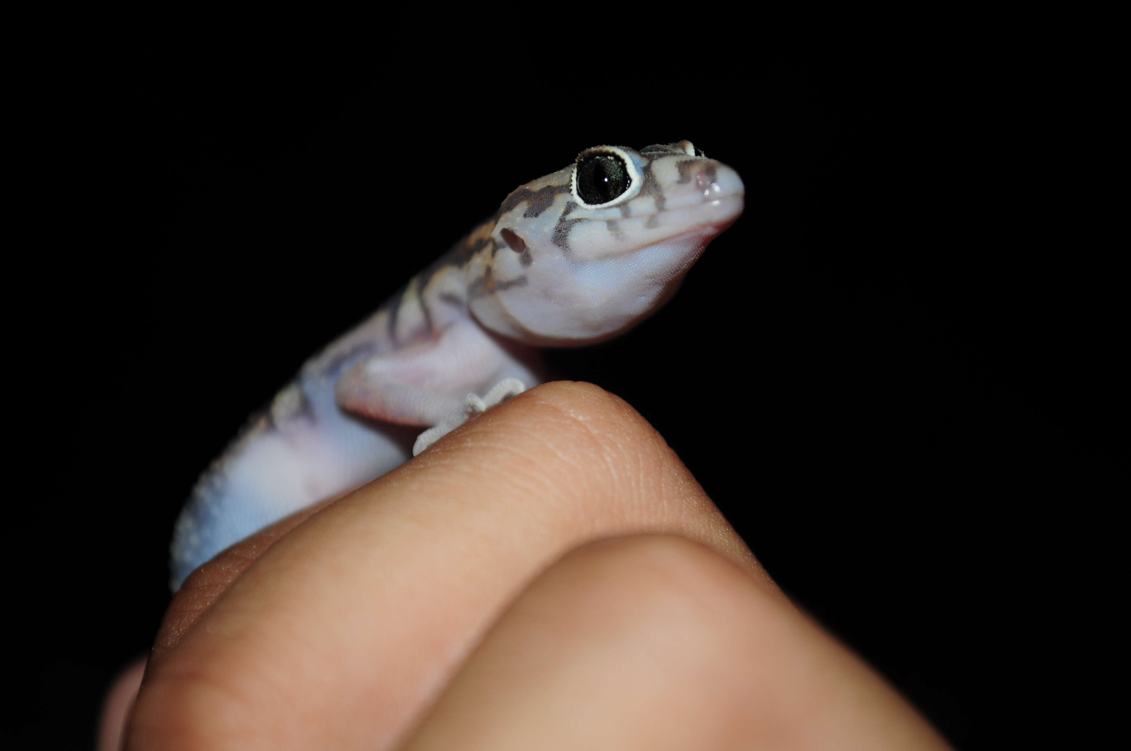 Image of Yucatan Banded Gecko
