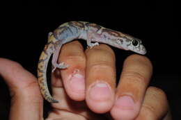 Image of Yucatan Banded Gecko