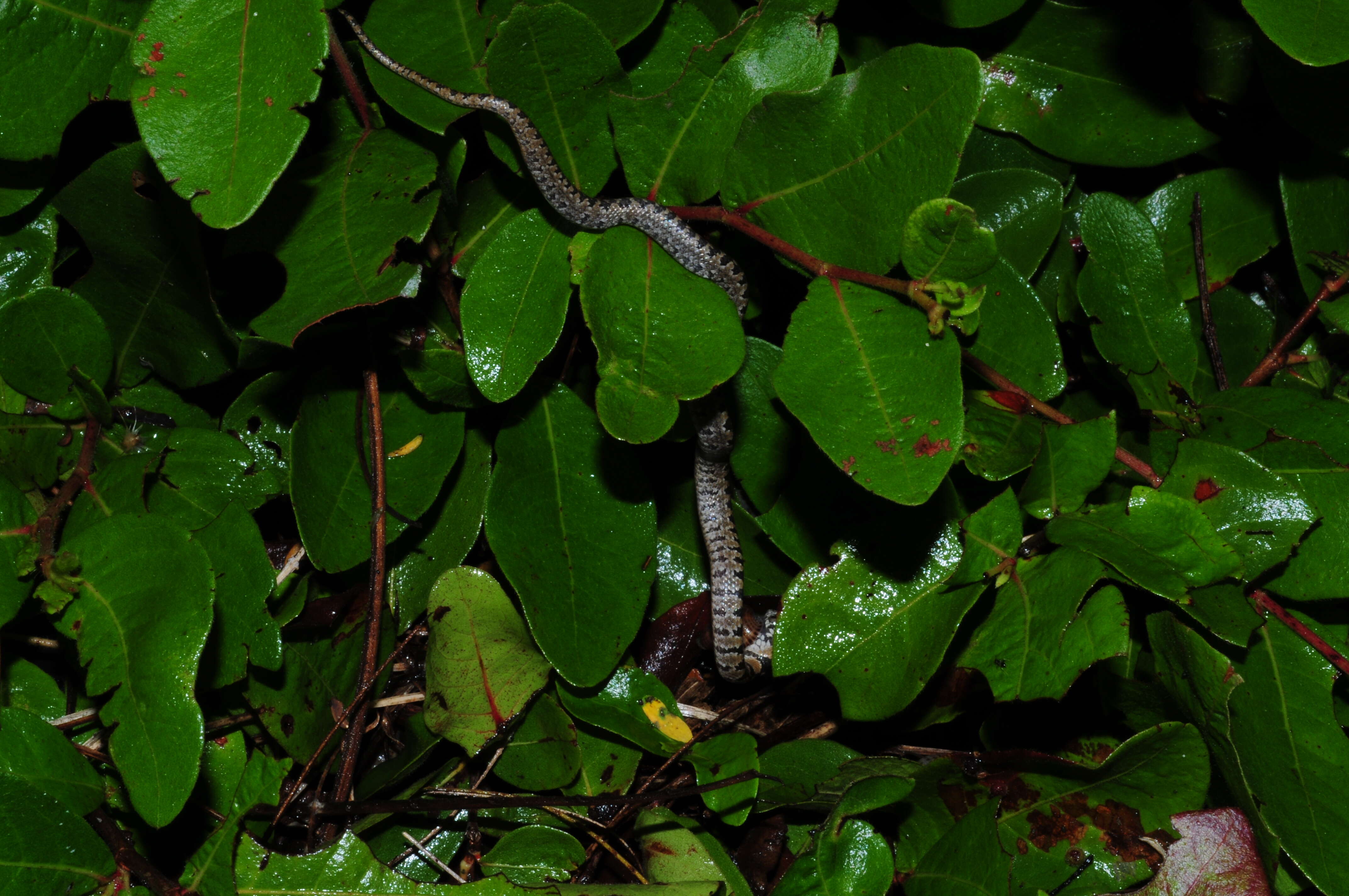 Image of Pigmy Snail Sucker