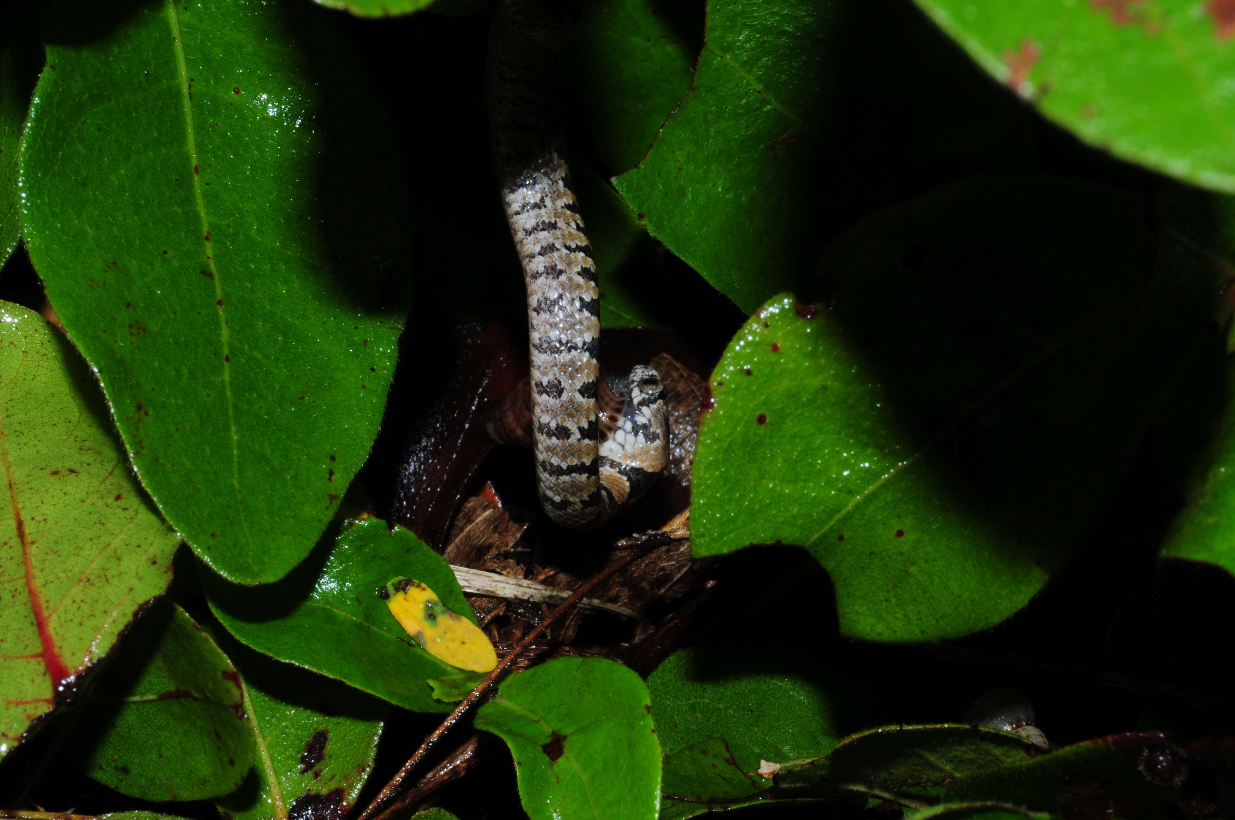 Image of Pigmy Snail Sucker