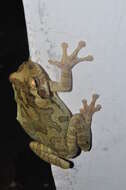 Image of Baudin's Treefrog