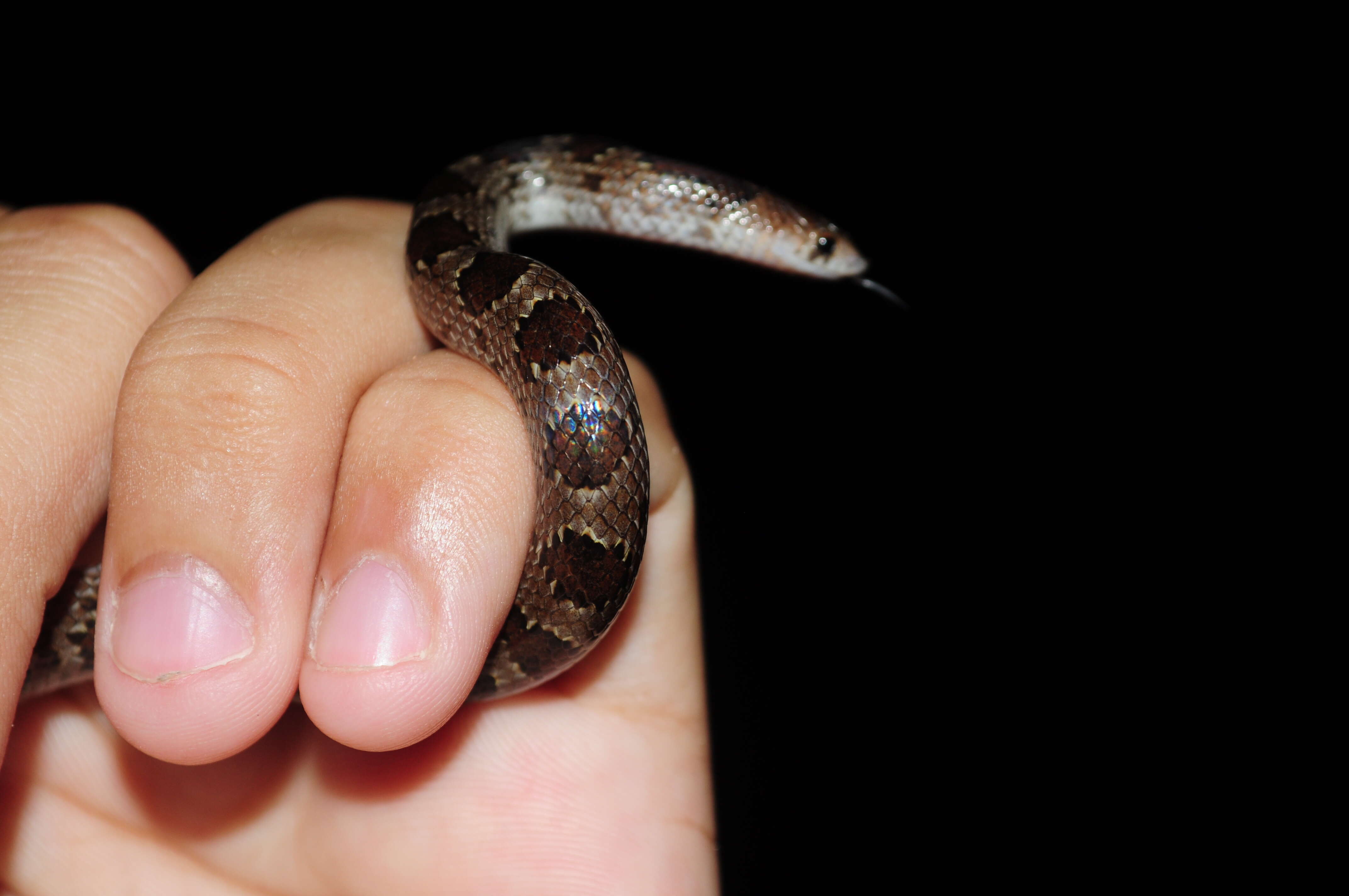 Image of Blotched Hooknose Snake