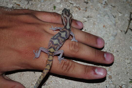 Image of Yucatan Banded Gecko