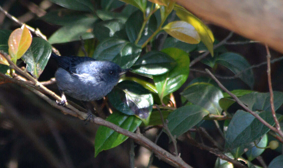 Image of Slaty Flower-piercer