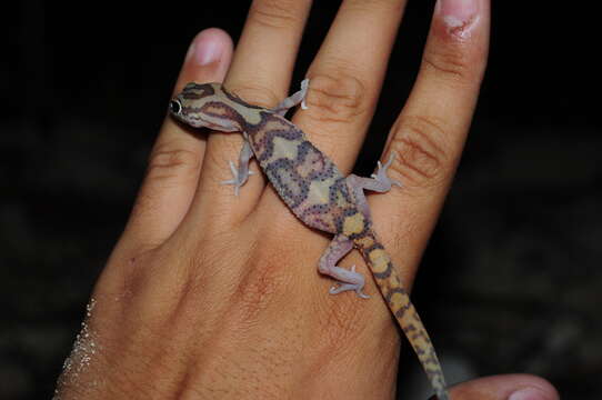 Image of Yucatan Banded Gecko