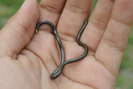 Image of Black Blind Snake