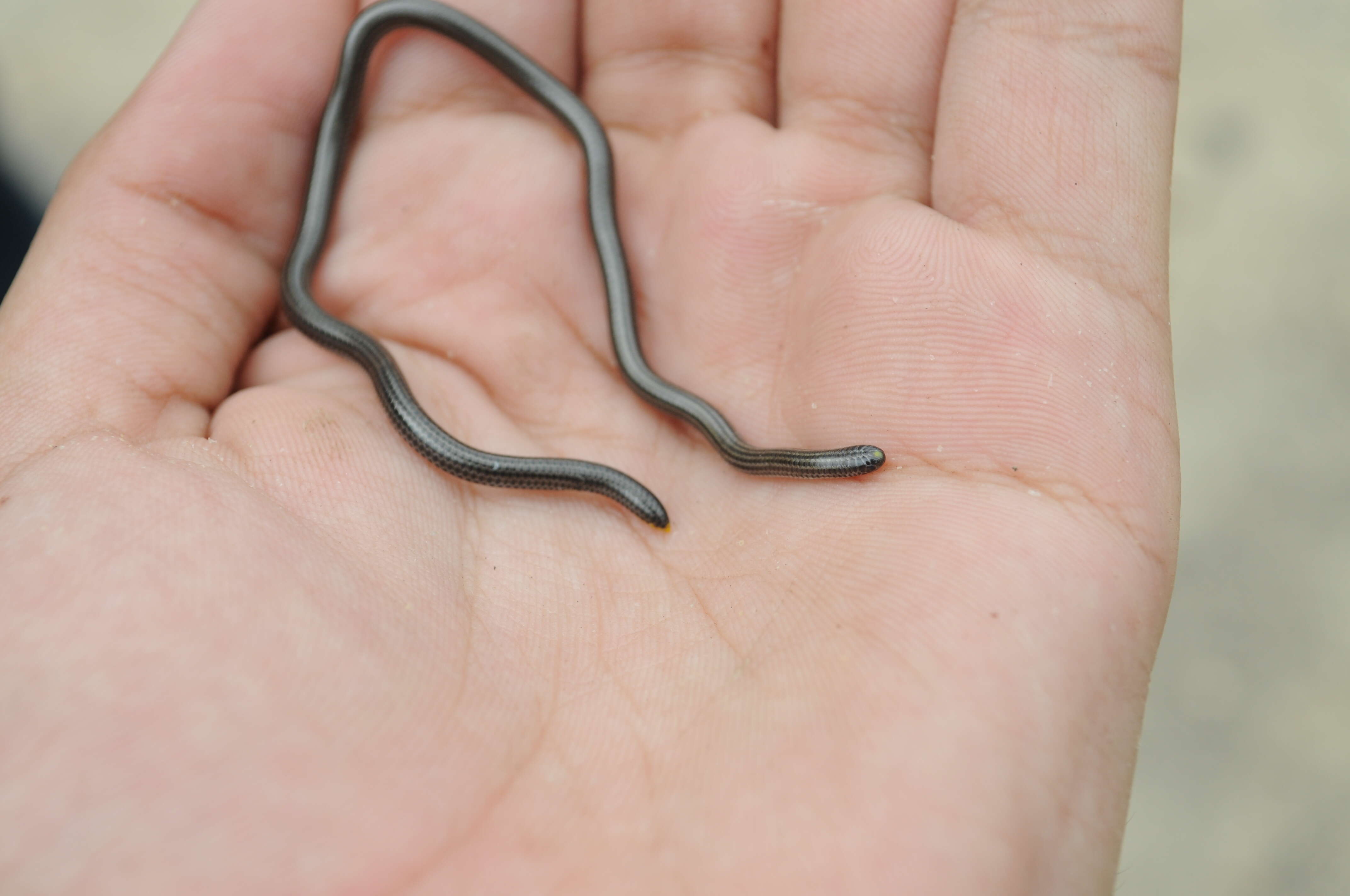 Image of Black Blind Snake