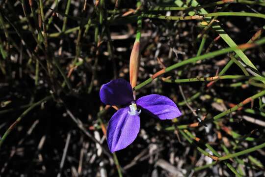 Plancia ëd Patersonia glabrata R. Br.