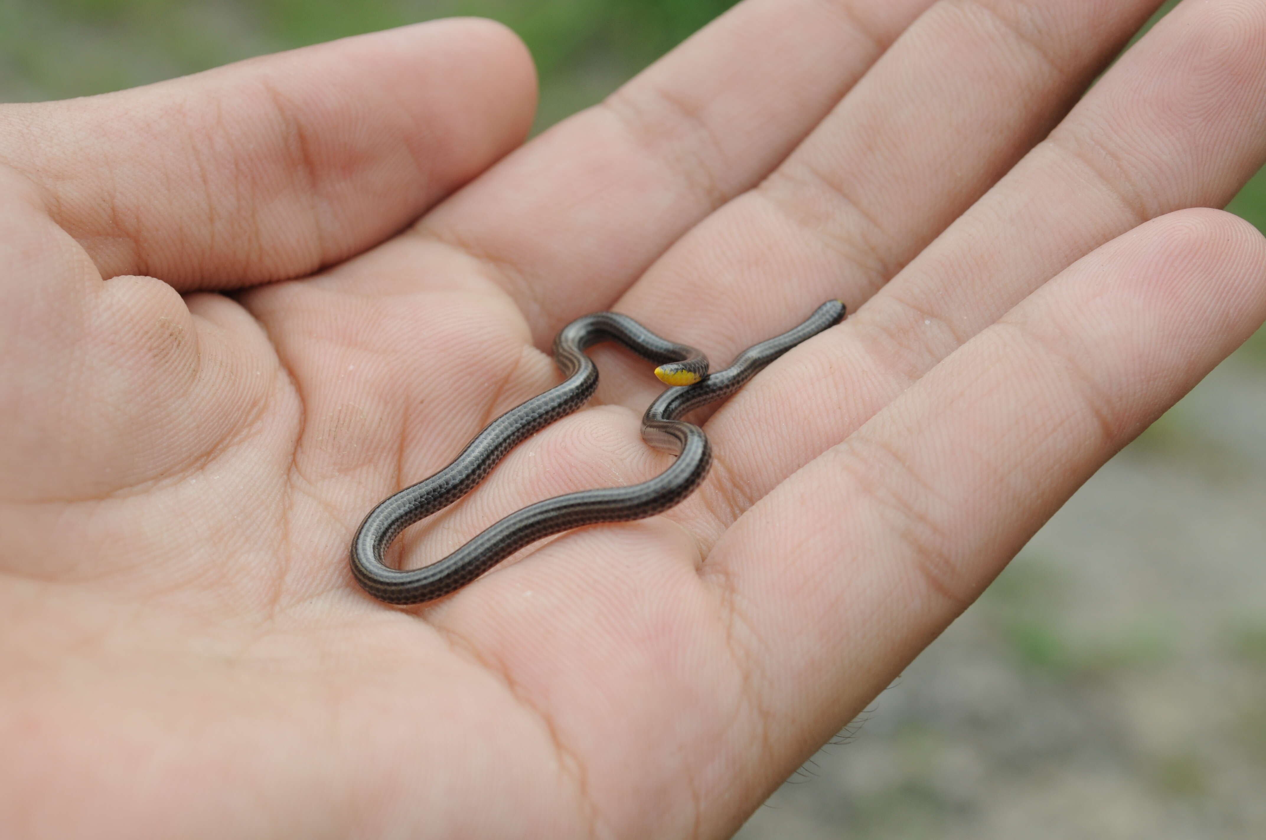 Image of Black Blind Snake