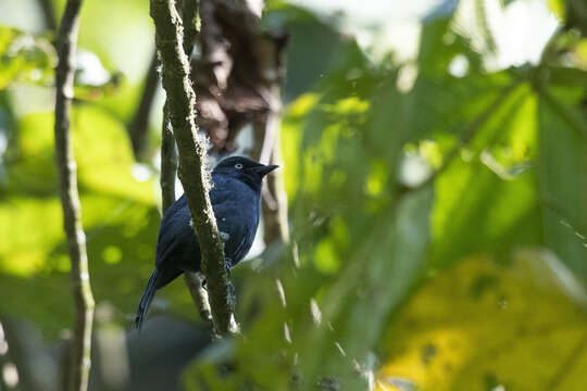 Image of Yellow-eyed Black-Flycatcher