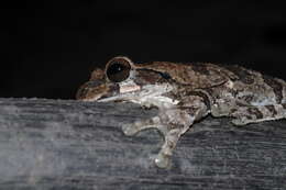 Image of Baudin's Treefrog