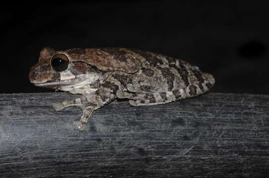 Image of Baudin's Treefrog