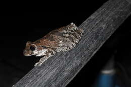 Image of Baudin's Treefrog