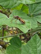 Image of brown bean bug