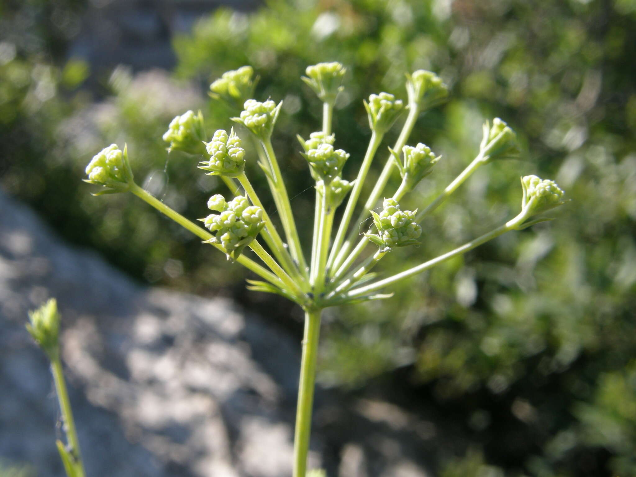 Image of Bupleurum plantagineum Desf.