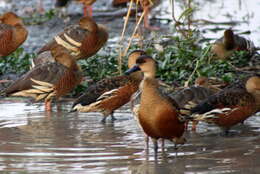 Image of Wandering Whistling Duck