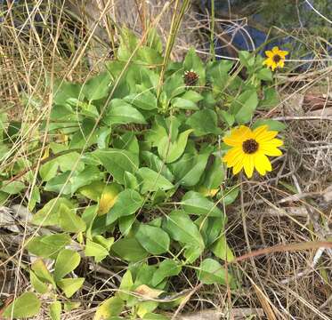 Image of cucumberleaf sunflower