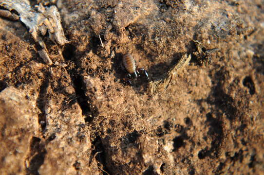 Image of pseudoscorpions