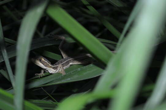 Image of Brown Basilisk