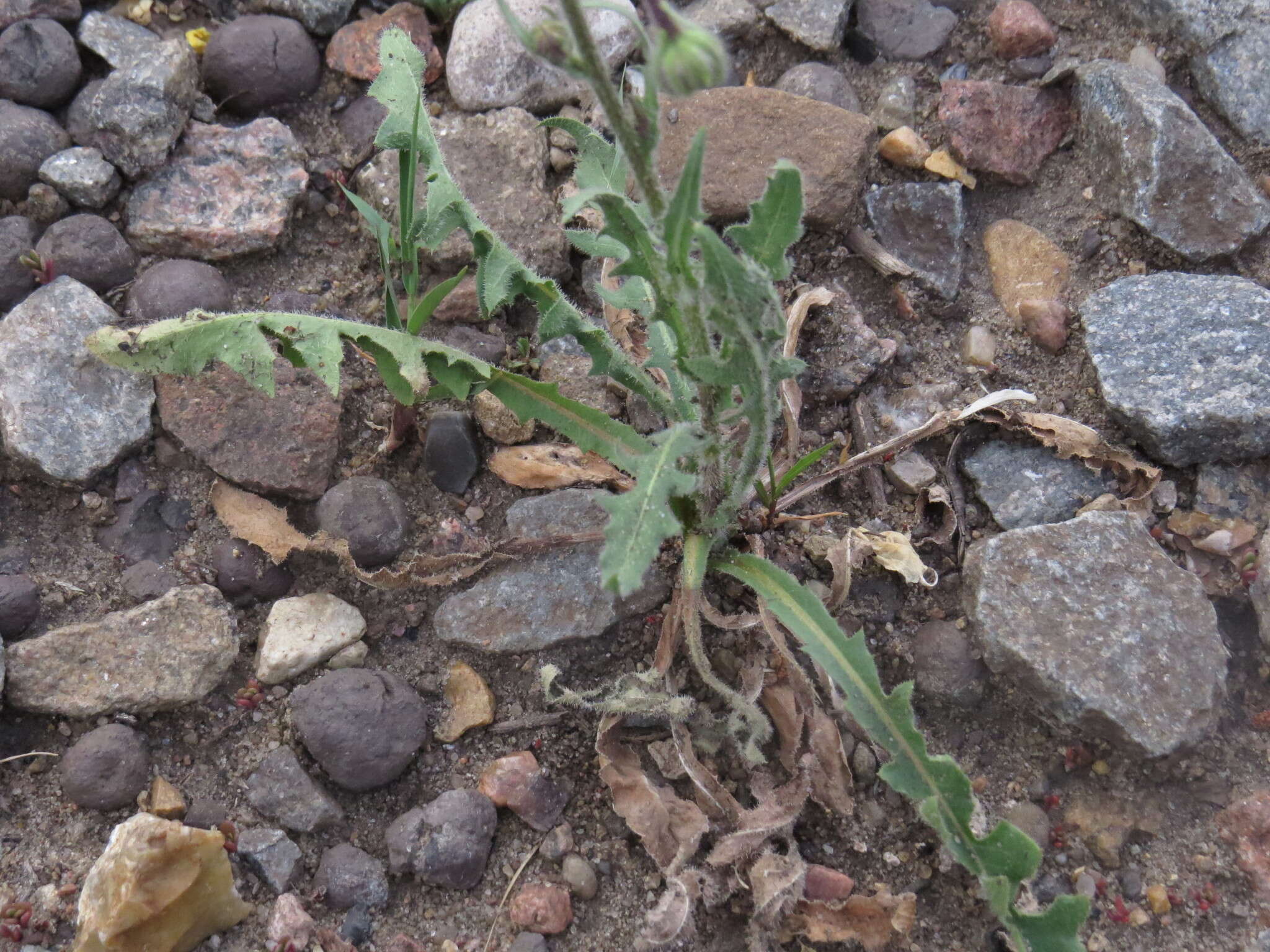 Sivun Crepis foetida subsp. rhoeadifolia (M. Bieb.) Celak. kuva