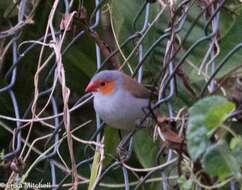 Image of Orange-cheeked Waxbill