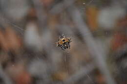 Image of Spiny orb-weaver