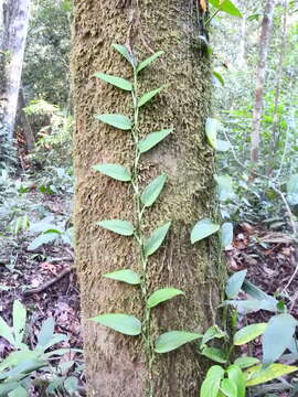 Image of Monstera subpinnata (Schott) Engl.