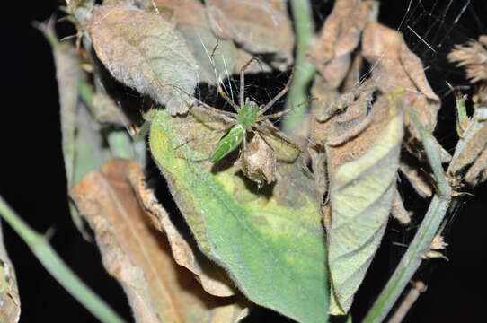 Image of Peucetia