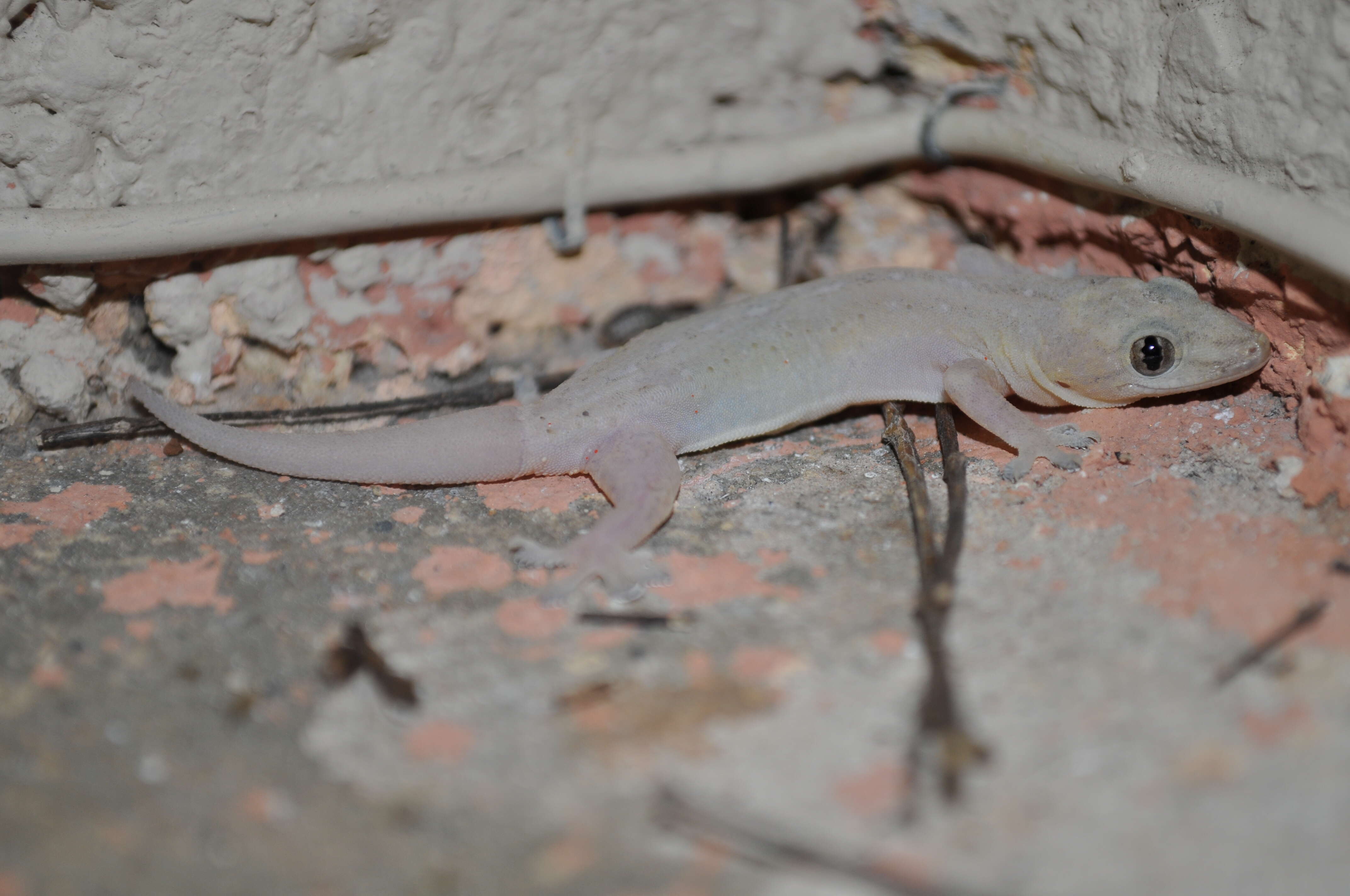 Image of Common House Gecko