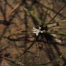 صورة Stylidium capillare R. Br.