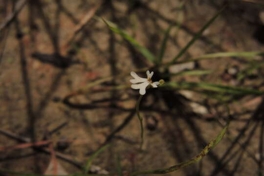 Image de Stylidium capillare R. Br.