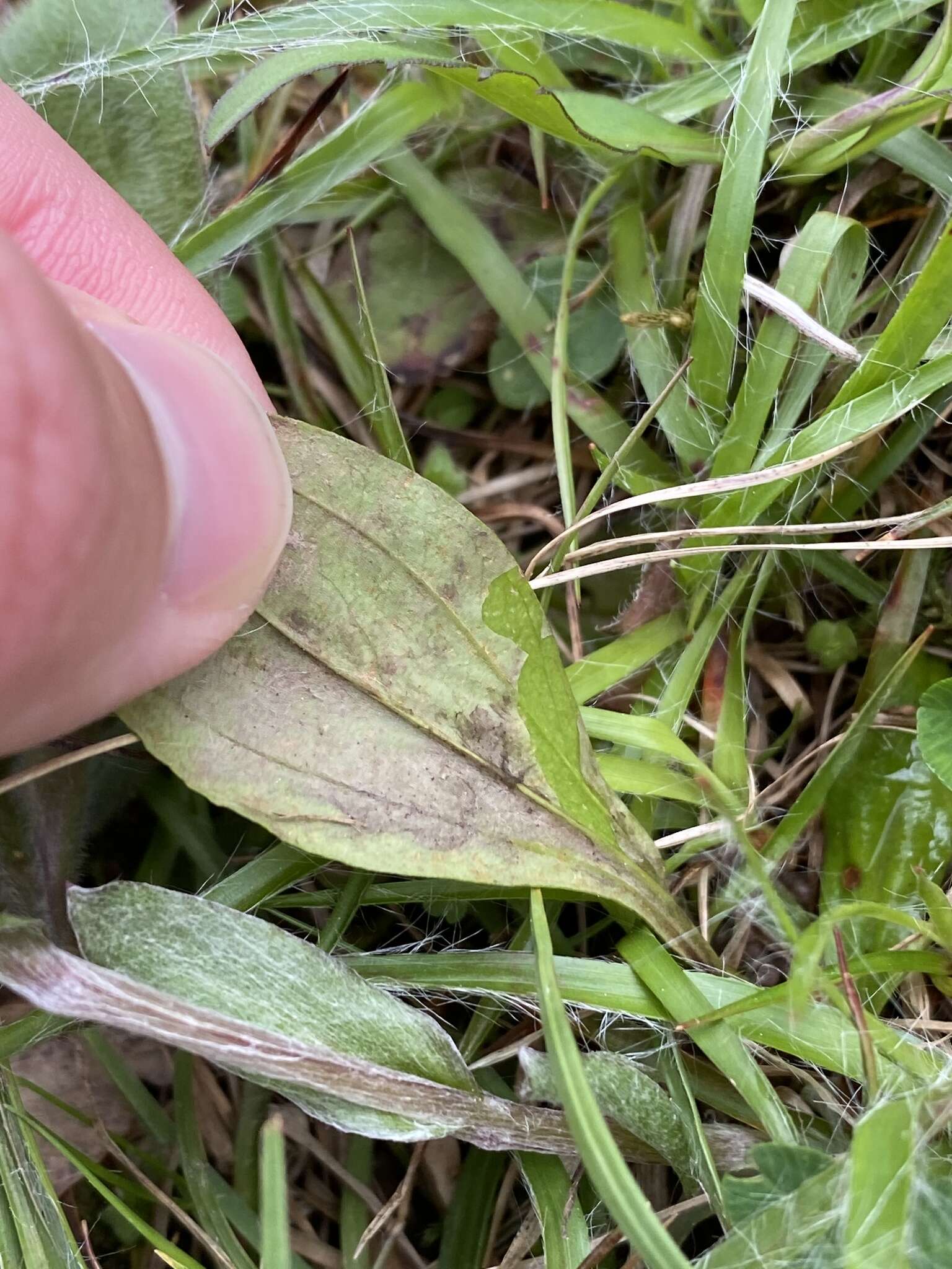 Antennaria parlinii subsp. parlinii resmi