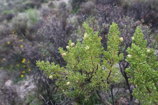 Imagem de Baccharis tricuneata (L. fil.) Pers.