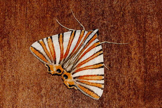 Image de Pityeja histrionaria Herrich-Schäffer 1853