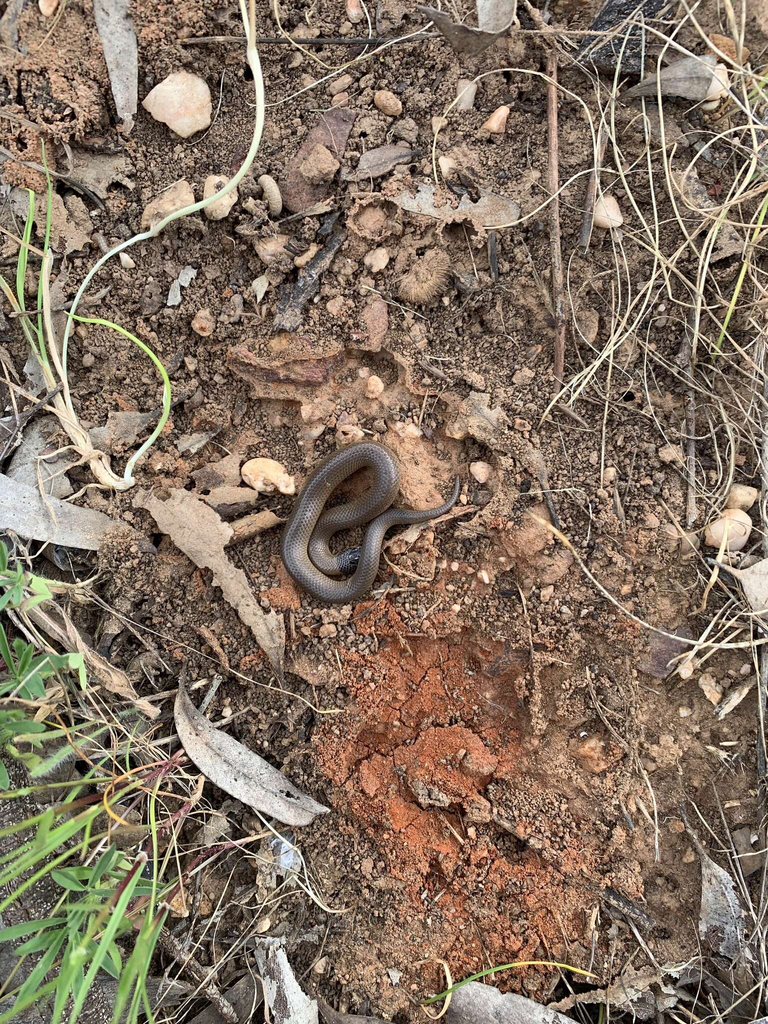 Image of Little Whip Snake