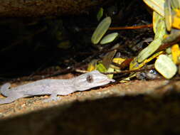 Image of Common House Gecko