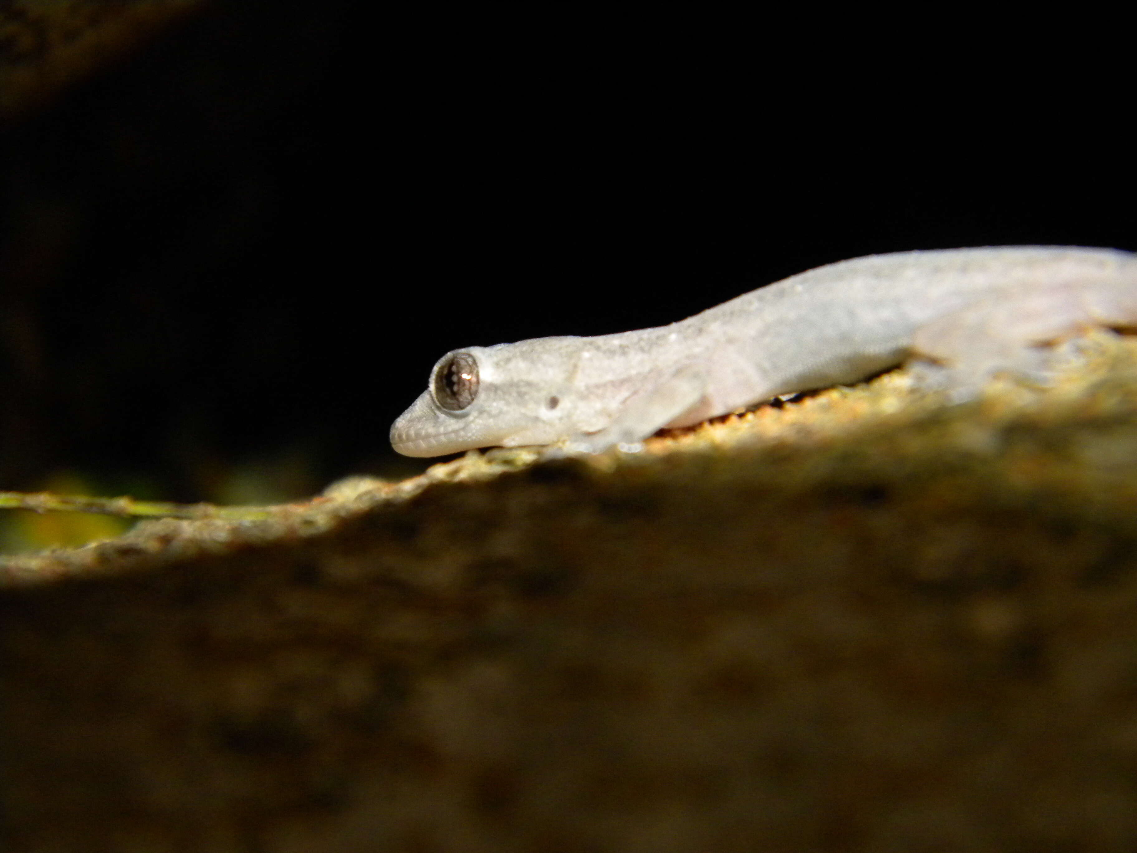 Image of Common House Gecko