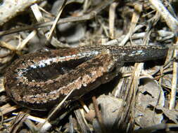 Image of Yucatan Mushroomtongue Salamander