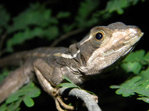 Image of Brown Basilisk