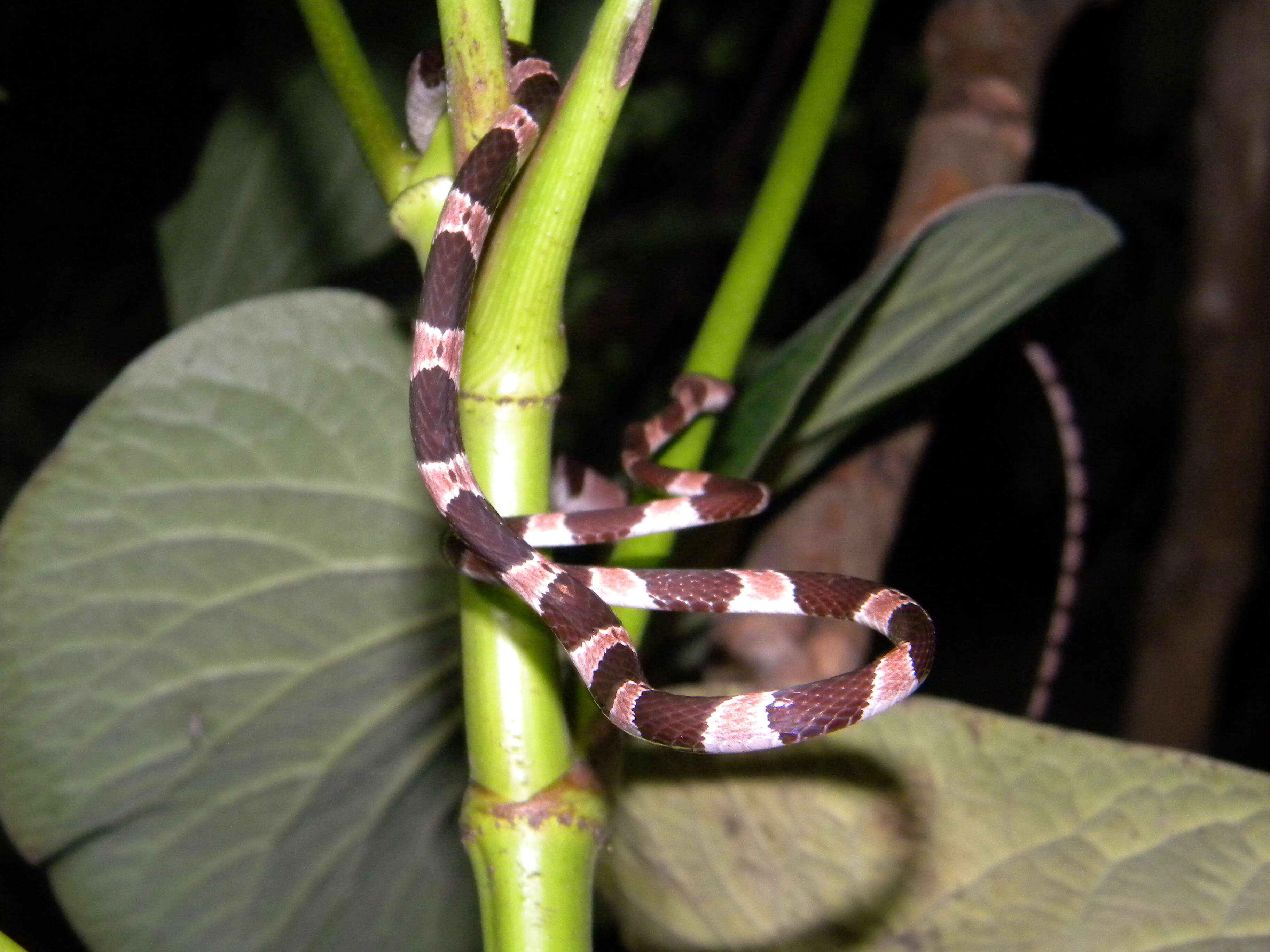 Image of Yucatán Blunthead Snake
