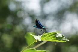 Image of <i>Calopteryx virgo festiva</i>