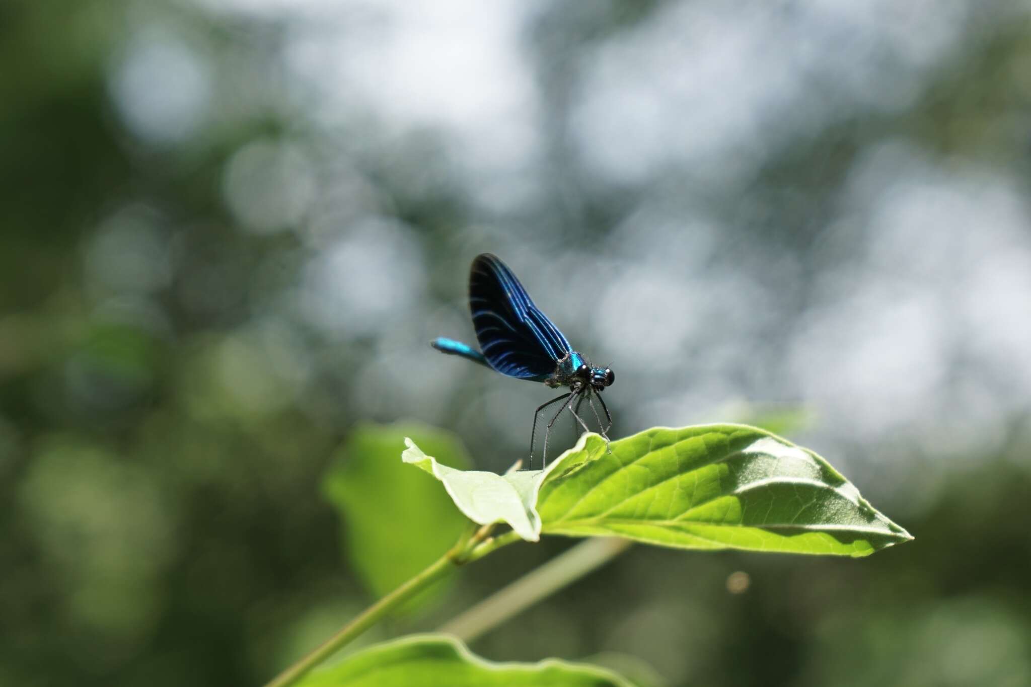 Image of <i>Calopteryx virgo festiva</i>