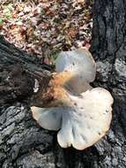 Polyporus radicatus Schwein. 1832 resmi